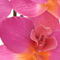 Pink swatch
