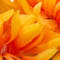 Light Orange swatch