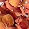 Orange swatch