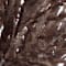 Dark Brown swatch