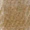 Tan swatch