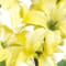 Yellow swatch