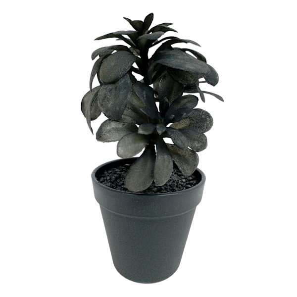 Spellbound Succulent with Black Planter, 9.5"