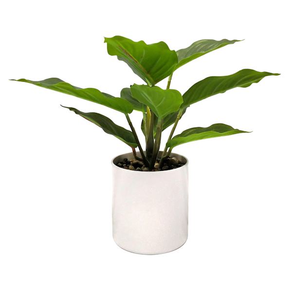 Ivy Plant with White Planter, 9.5"