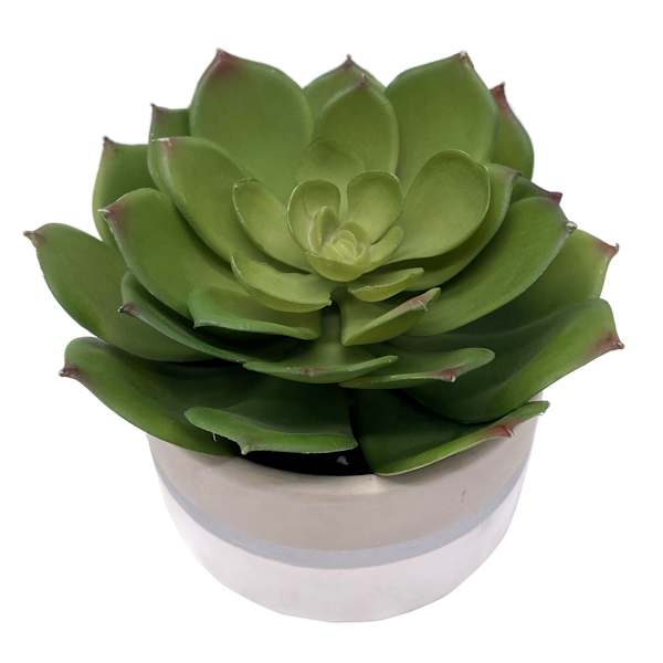 Succulent Lotus with White Ceramic Planter, 5"