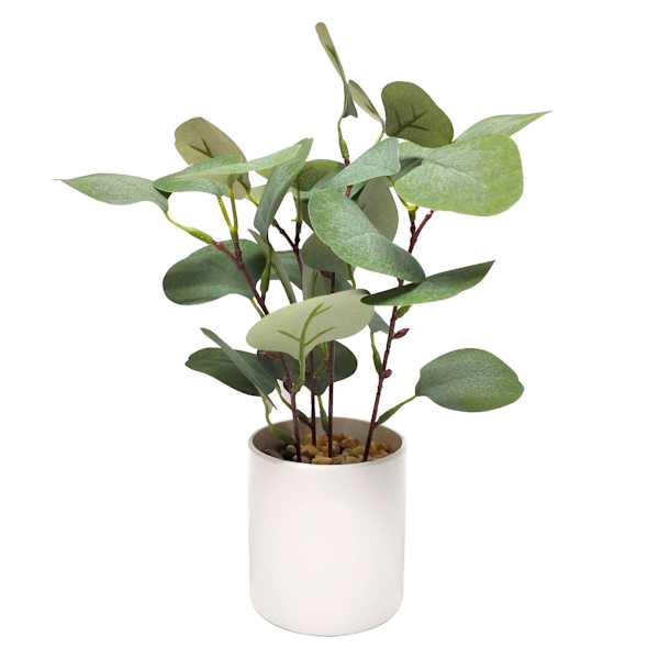 Eucalyptus Plant with White Planter, 10"