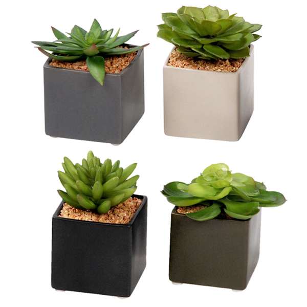 Assorted Succulent in Ceramic Pot, 4"