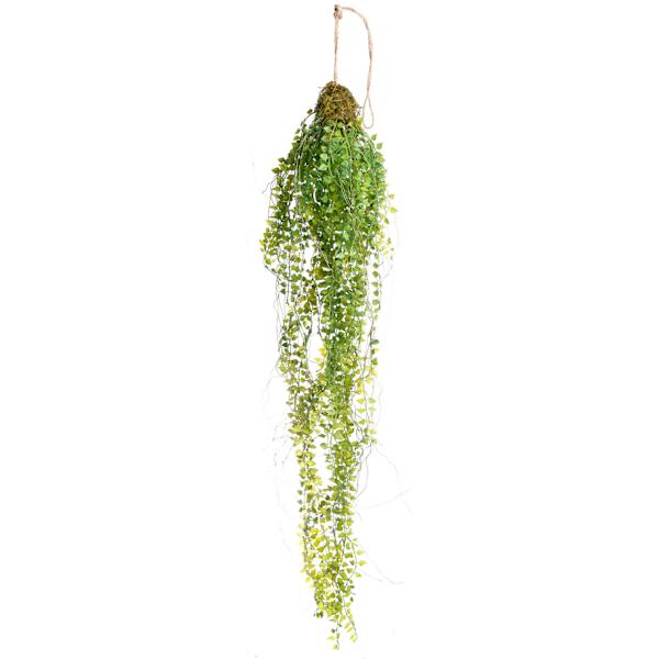 Hanging Button Fern, 29"