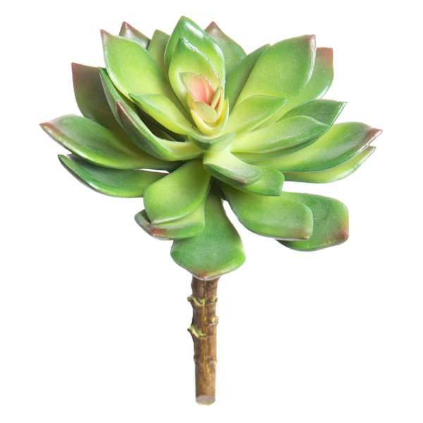 Ash Green Echeveria Succulent Pick, 6"