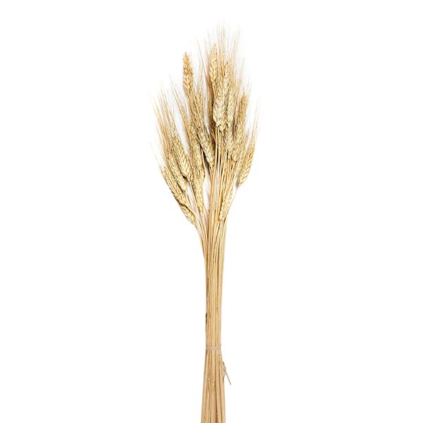 Natural Barley Bundle, 26"