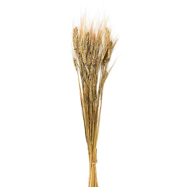 Light Brown Barley Bundle, 26"