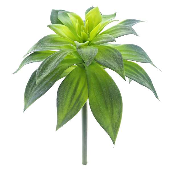 Dracaena Aloe Stem, 16"