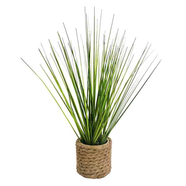 Honeybloom Mini Grass Plant with Planter, 11"