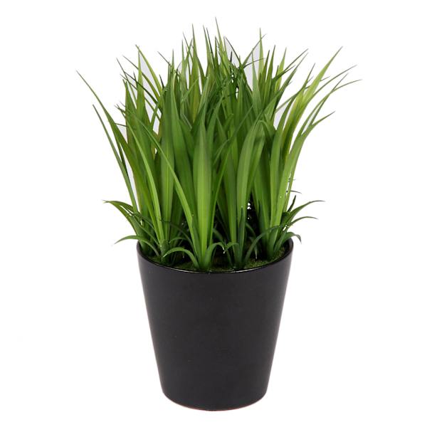 Grass Plant with Black Ceramic Planter, 9"