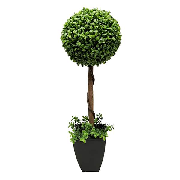Boxwood Plant with Square Black Planter, 28"