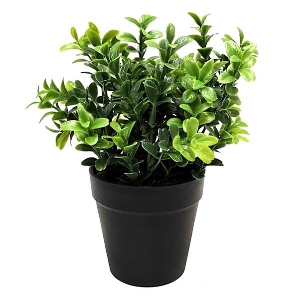 Boxwood Plant with Black Planter, 8"