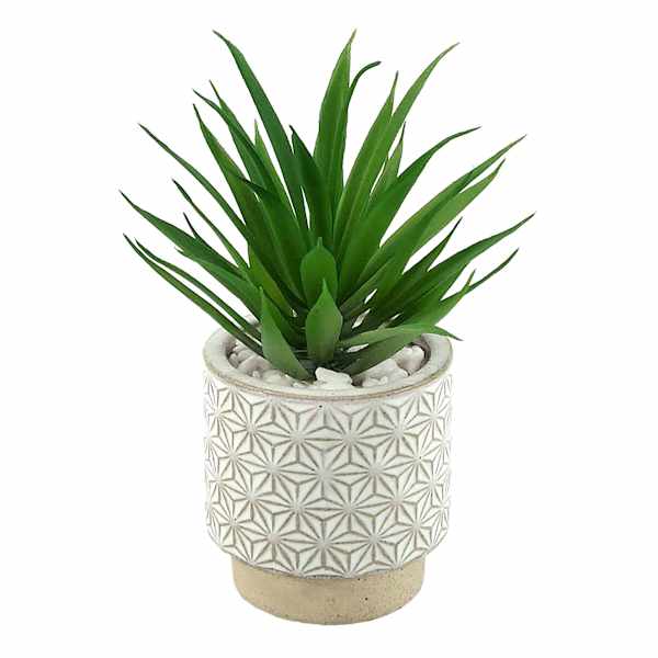Succulent in Ceramic Pot, 7"