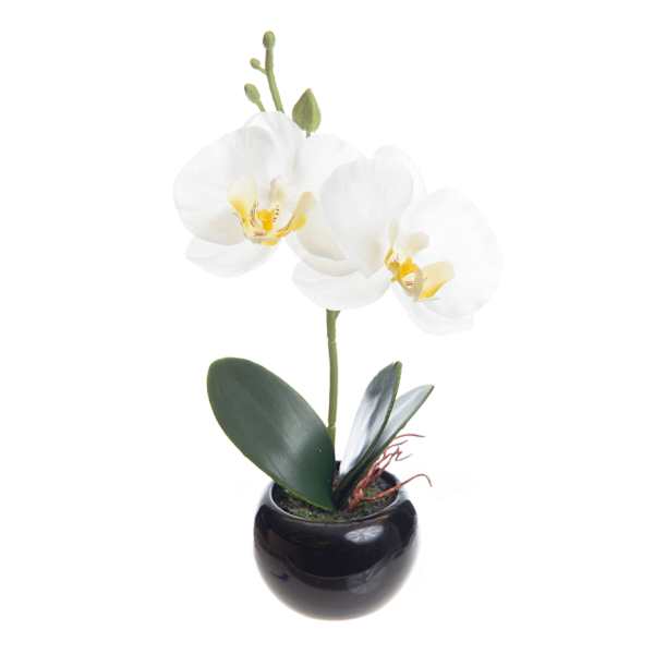 White Orchid Flower with Black Planter, 8"