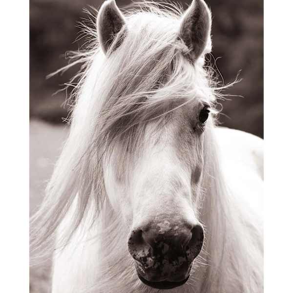 Horse Portrait Canvas Wall Art, 16x20