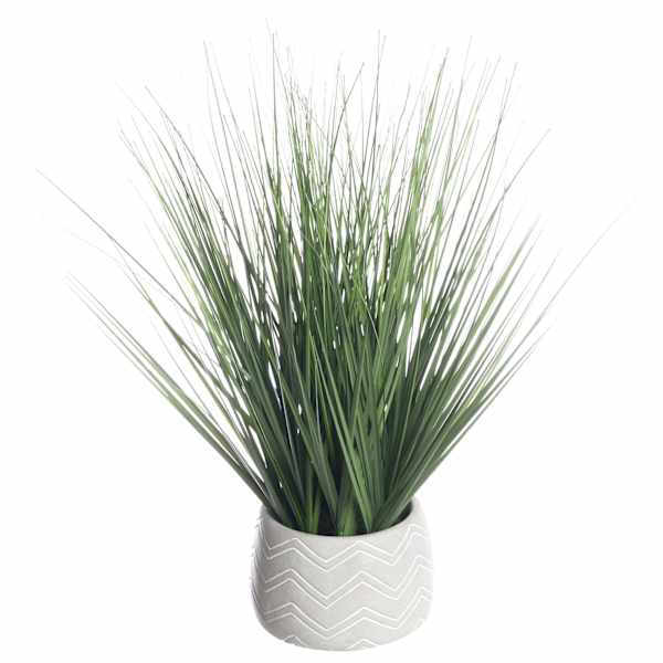 Onion Grass Plant with Cement Planter, 16"