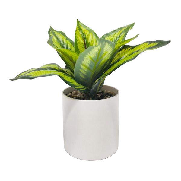 Ivy Plant with White Planter, 7.5"