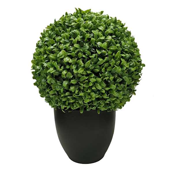 Boxwood Ball Plant with Black Planter, 16"