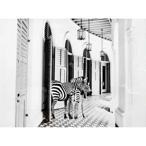 Zebra Hotel Glass Coated Canvas Wall Art, 40x30