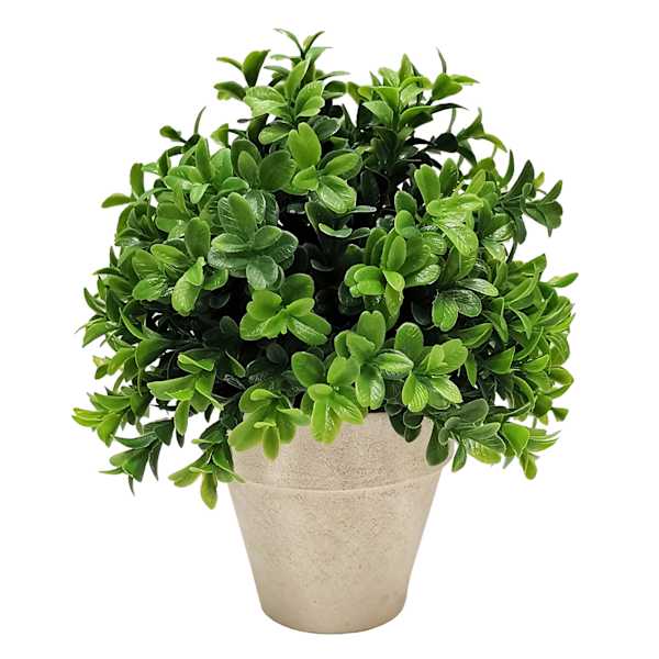 Boxwood Plant with White Planter, 8"