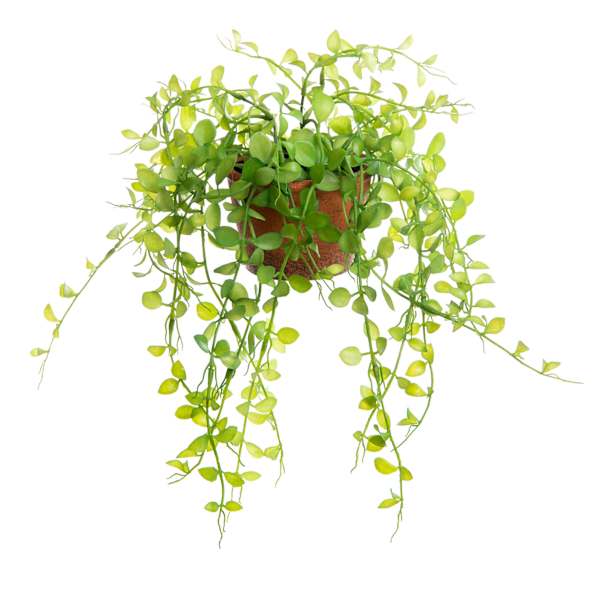 Button Leaf Plant with Brown Planter, 9"