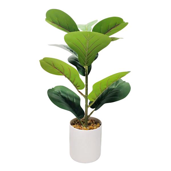 Fiddle Leaf Fig Plant in White Planter, 20"