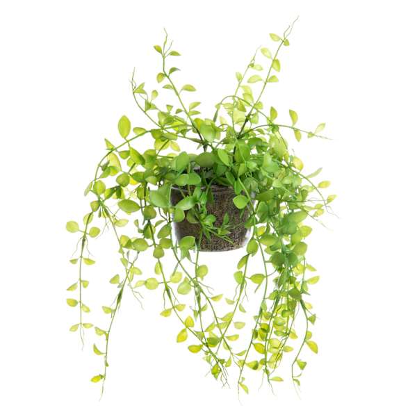 Potted Button Leaf Plant, 9"