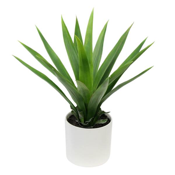 Yucca Plant with White Planter, 18"