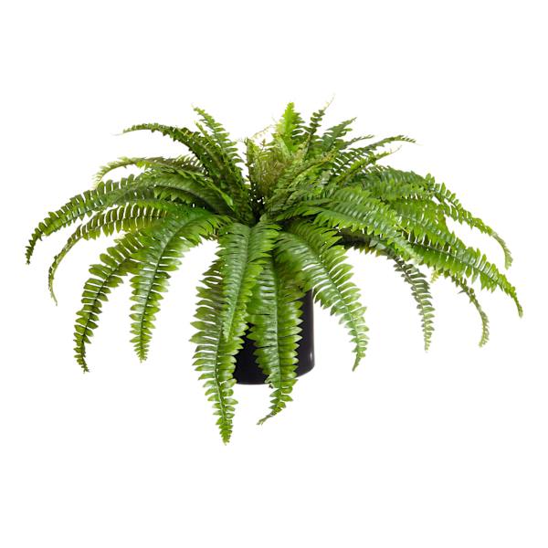 Green Fern in Plastic Pot, 40"