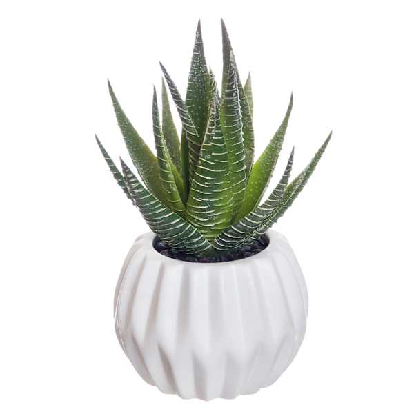 Succulent with White Planter, 5.5"