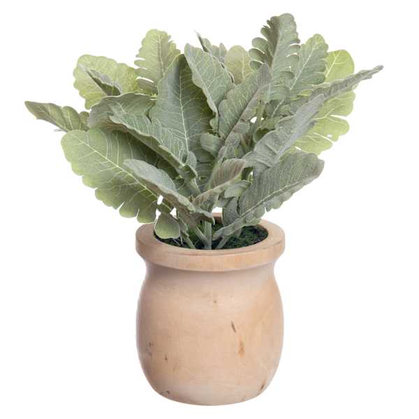 Dusty Miller in Wooden Pot, 9"
