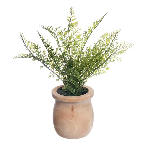 Natural Maidenhair Spray in Wooden Pot, 11"