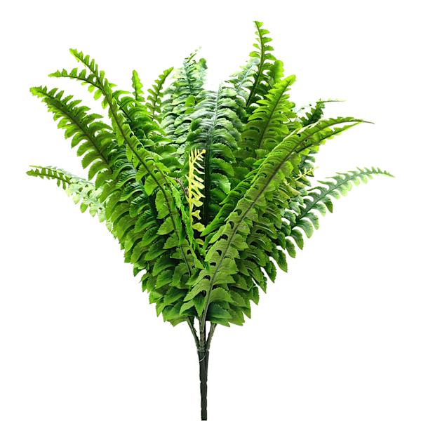 Boston Fern Bush, 30"