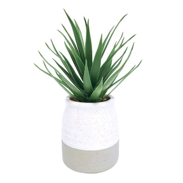 Aloe Plant with White & Gray Ceramic Planter, 9.5"