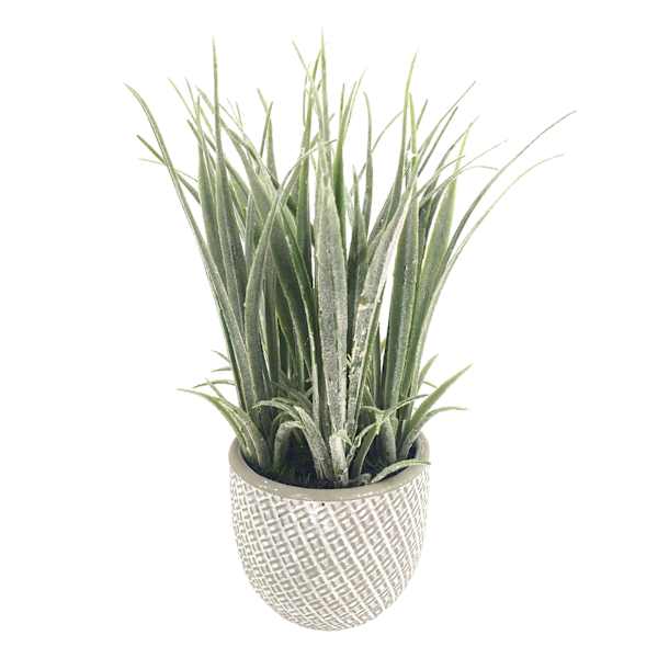 Grass Plant with White Cement Planter, 7"