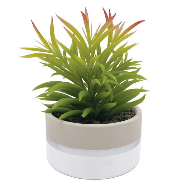 Succulent in Ceramic Pot, 7"