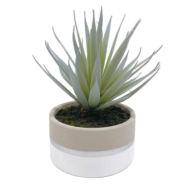 Sword Grass in Ceramic Pot, 8"