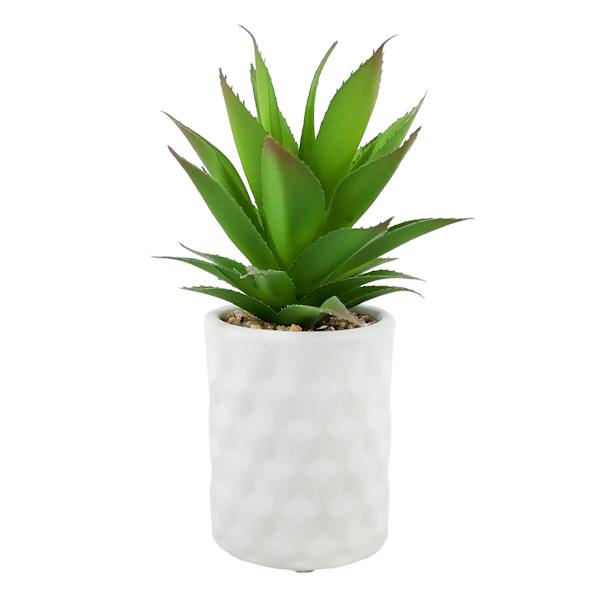 Tracey Boyd Succulent in White Pot, 7.5"