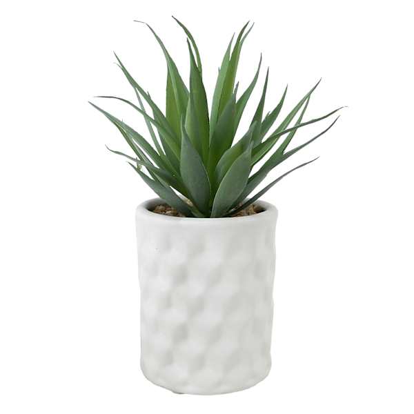 Tracey Boyd Succulent in White Pot, 7.5"