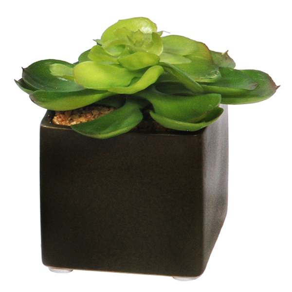 Succulent in Ceramic Pot, 4"