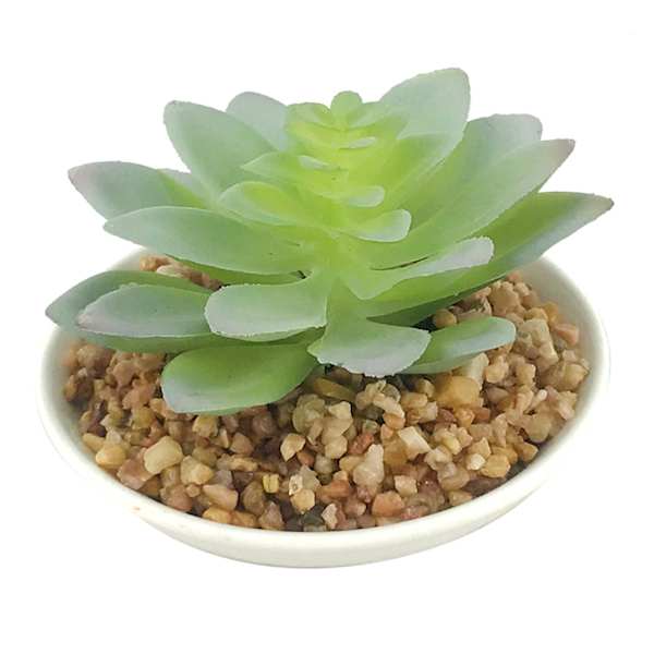 Succulent in White Planter, 3.7"