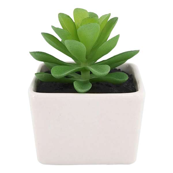 Green Succulent with White Ceramic Planter, 3"