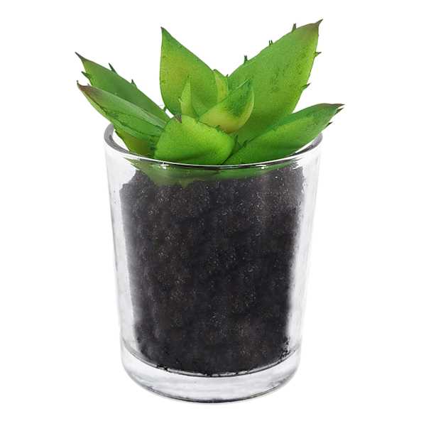 Succulent in Glass Pot, 3.5"