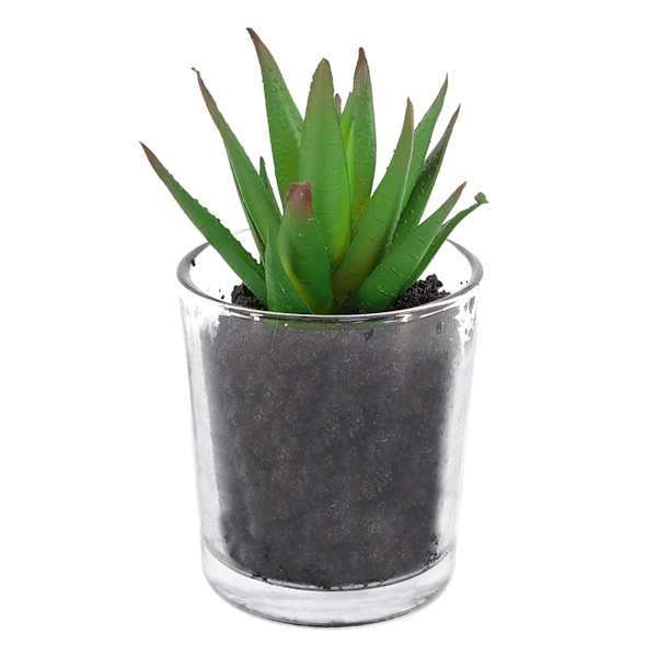 Green Succulent in Glass Vase, 4"