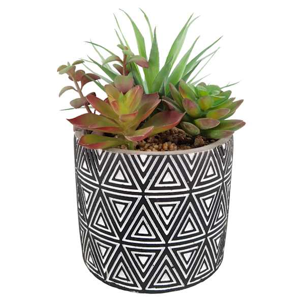 Succulent Arrangement in Blue Cement Pot, 7.5"