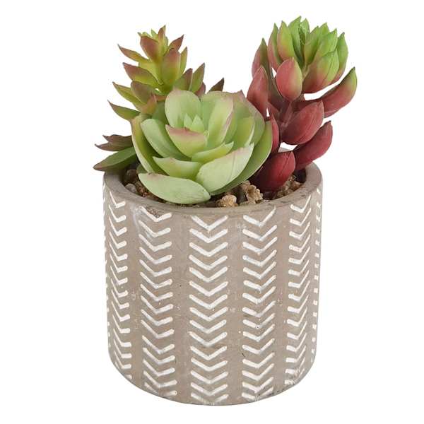 Succulent Arrangement in Cement Pot, 4.5"